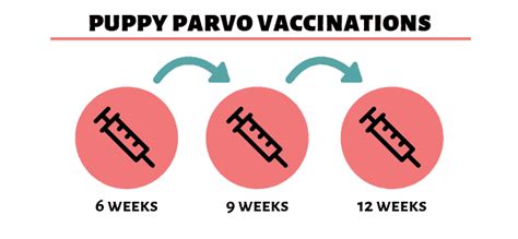Parvo Vaccine for Dogs Protection