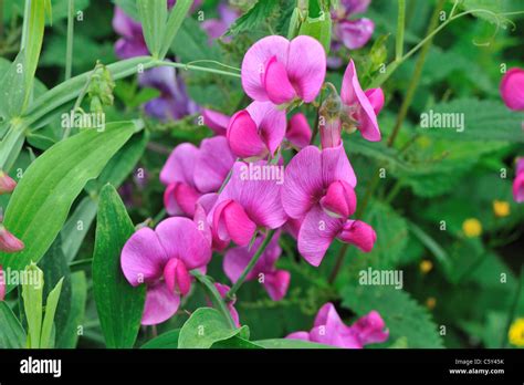 5 Uses Peavine Plant