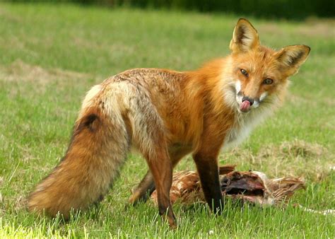 Pennsylvania Department Of Health Issues Warning About Rabid Fox Near Pennsylvania Department Of Health Issues Warning About Rabid Fox Near