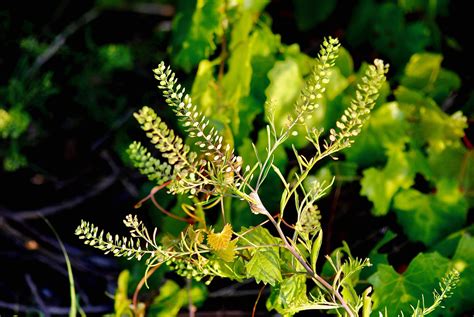 Pepper Weed Benefits