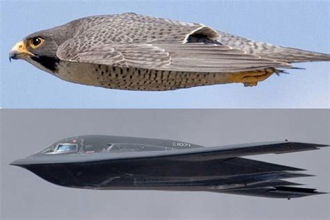 Peregrine Falcon S Stealthy Dive Mirrors B 2 Bomber In Stunning Photo Peregrine Falcon S Stealthy Dive Mirrors B 2 Bomber In Stunning Photo