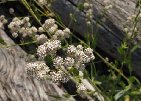 Perennial Pepperweed Identification And Control King County Washington Perennial Pepperweed Identification And Control King County Washington