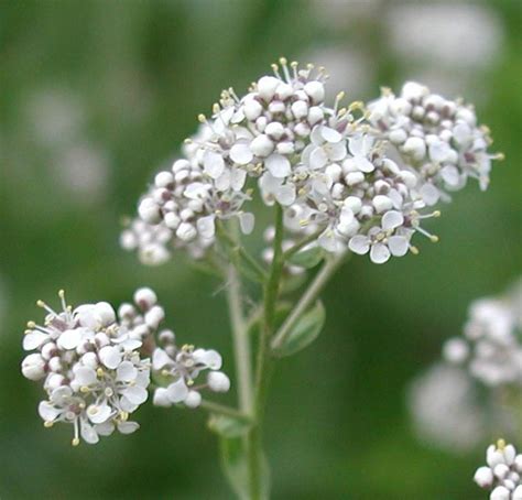 Perennial Pepperweed Thompson Nicola Regional District