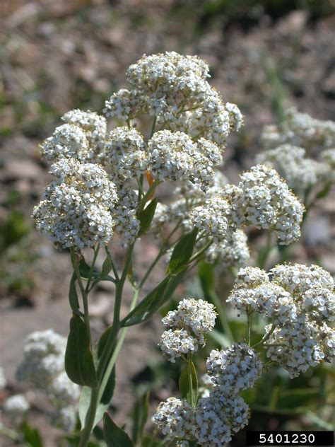 5 Ways Control Perennial Pepperweed