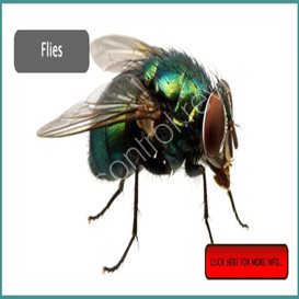 Pest Control Job Description