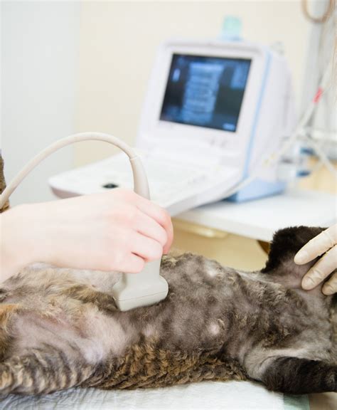 Pet Ultrasound In Martinez Ca Martinez Animal Hospital Pet Ultrasound In Martinez Ca Martinez Animal Hospital
