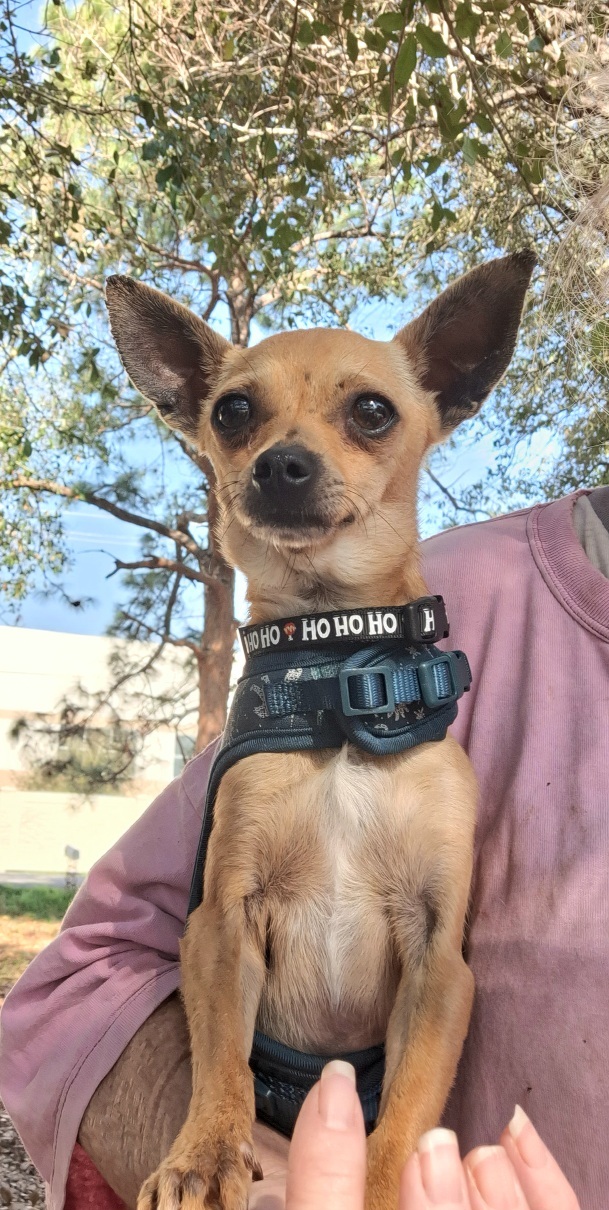 Petfinder Bellevue Adopt Pets