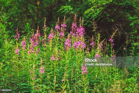 Pink Flowers Of Fireweed Epilobium Or Chamerion Angustifolium In Pink Flowers Of Fireweed Epilobium Or Chamerion Angustifolium In