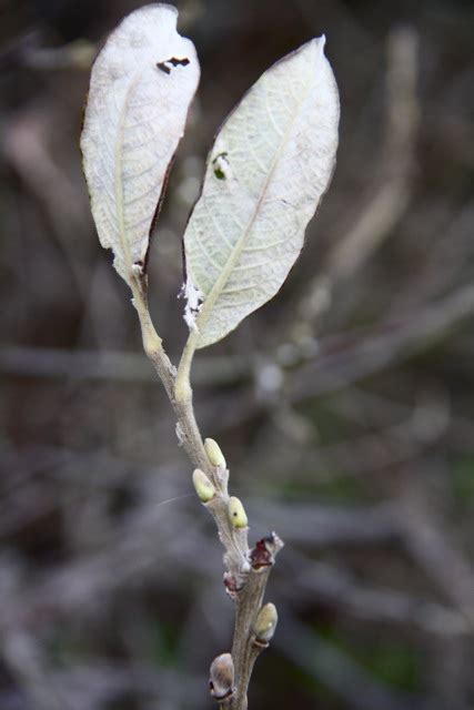 Plant Of The Day Sitka Willow Flowers Of Marin Plant Of The Day Sitka Willow Flowers Of Marin