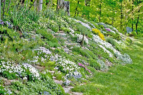 Planting On A Slope Plant Ideas Planting On A Slope Plant Ideas