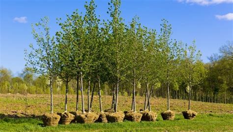Planting Trees On A Slope Easy To Follow Complete Guide Planting Trees On A Slope Easy To Follow Complete Guide
