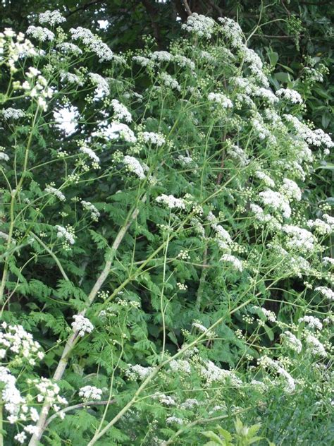 Poison Hemlock Identification And Control Conium Maculatum King County Poison Hemlock Identification And Control Conium Maculatum King County