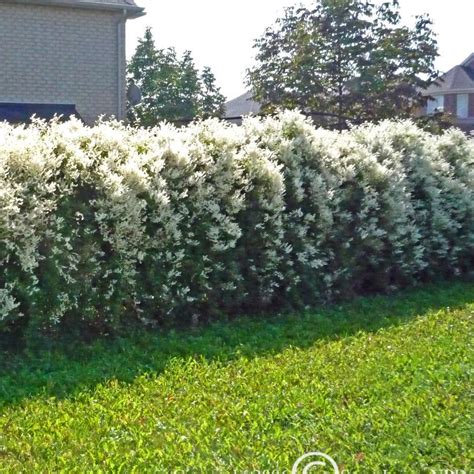 Polygonum Aubertii Plant Benefits