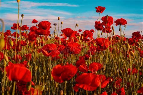 Poppy Flower Veterans Day Anzac Poppy Background Rose Plant Blossom Poppy Flower Veterans Day Anzac Poppy Background Rose Plant Blossom