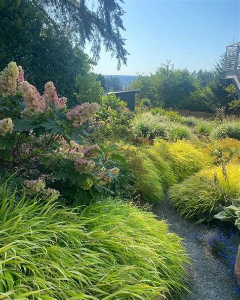 Pro Tips For Planting Your Pnw Garden For Privacy And On A Budget In Pro Tips For Planting Your Pnw Garden For Privacy And On A Budget In