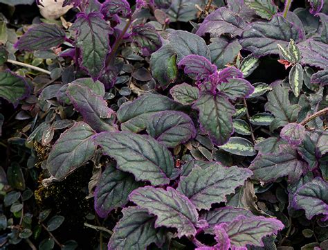 Purple Passion Plant Guide Gynura Aurantiaca Garden And Plant Care Purple Passion Plant Guide Gynura Aurantiaca Garden And Plant Care
