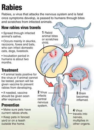 Rabies In Dogs Rabies Facts You Need To Know Rover Com Rabies In Dogs Rabies Facts You Need To Know Rover Com