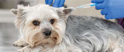 Rabies Vaccination In Dogs Today S Veterinary Practice Rabies Vaccination In Dogs Today S Veterinary Practice