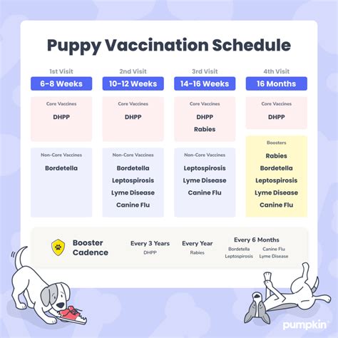 5 Rabies Vaccine Tips
