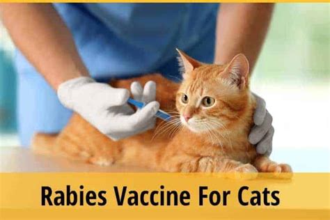 Rabies Vaccine For Cats Things To Know Zooawesome Rabies Vaccine For Cats Things To Know Zooawesome