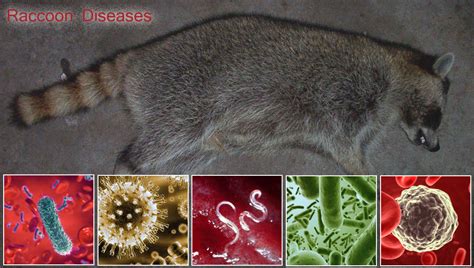 Raccoon Diseases Transmitted To Humans Or Dogs Raccoon Diseases Transmitted To Humans Or Dogs