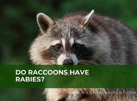Raccoon Rabies Signs How Does Rabies Cause In Raccoons Raccoon Rabies Signs How Does Rabies Cause In Raccoons