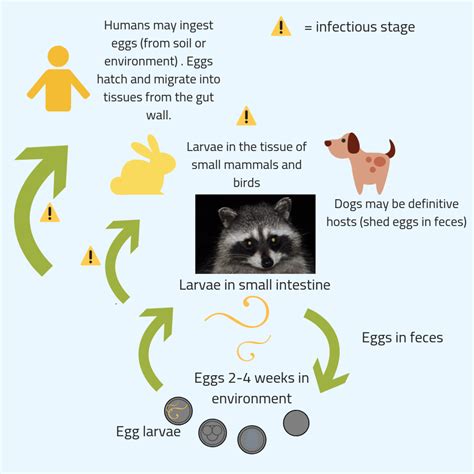 Raccoon Diseases to Know