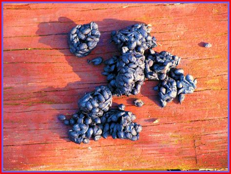 5 Ways Raccoon Droppings