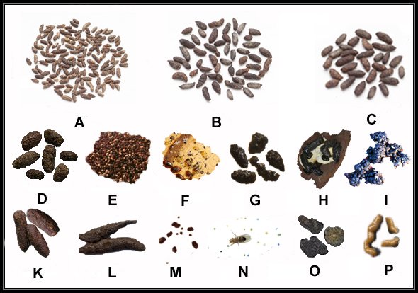 Raccoon Droppings Identification Guide