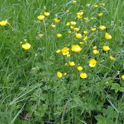 Ranunculus Acris Weed Information