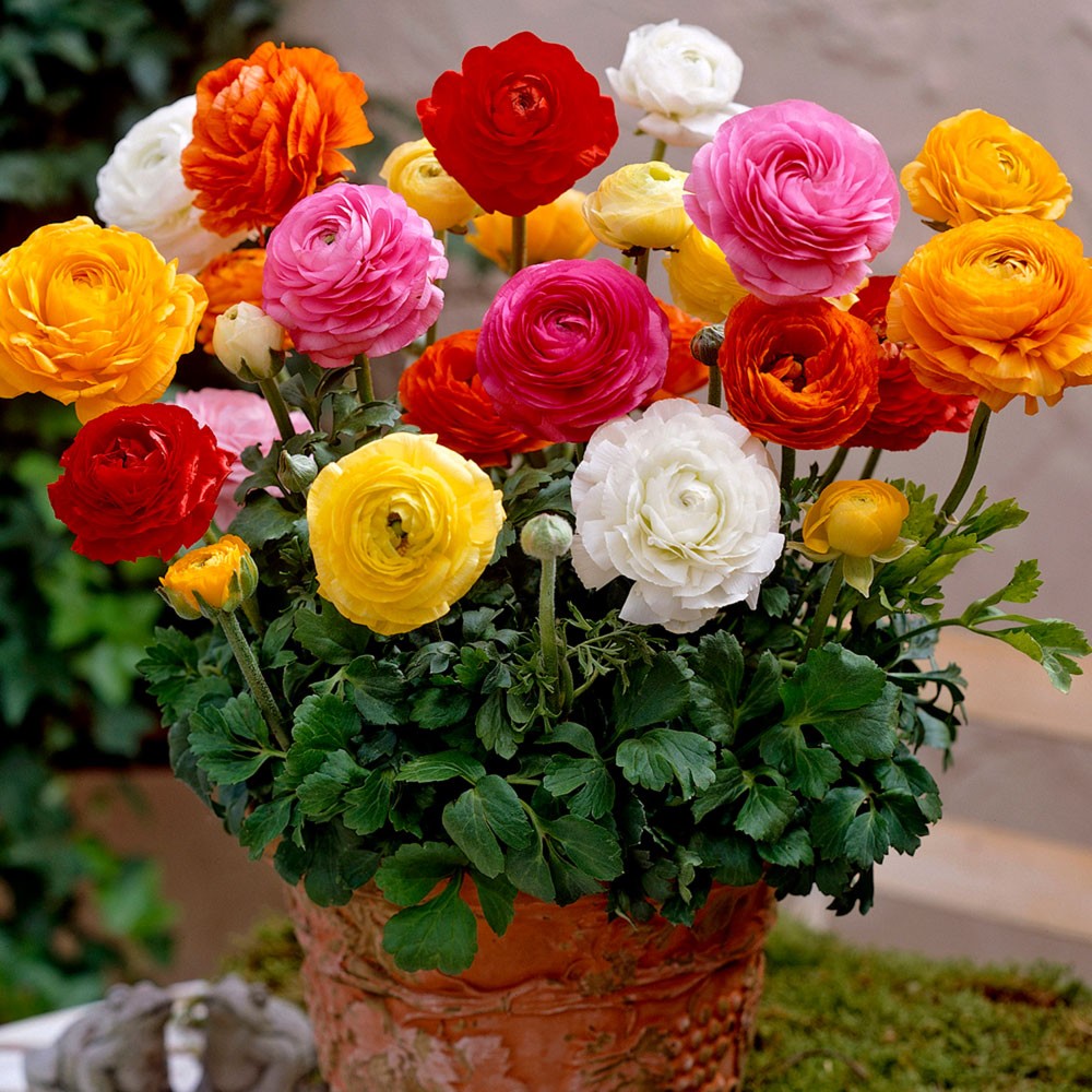 Ranunculus Repens L Creeping Buttercup World Flora Pl Ntnet Identify Ranunculus Repens L Creeping Buttercup World Flora Pl Ntnet Identify
