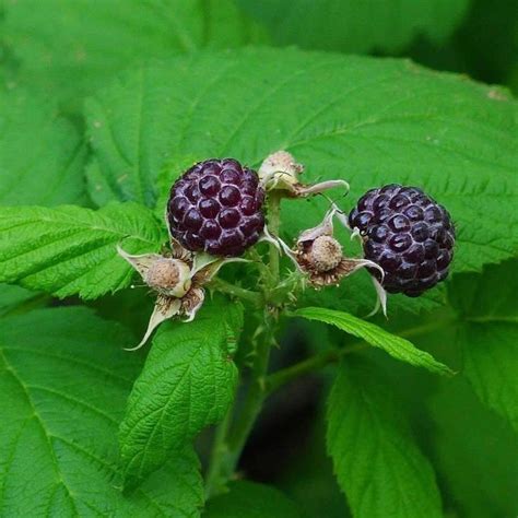 Raspberry Blackcap Whitebark Rubus Leucodermis Packaging Raspberry Blackcap Whitebark Rubus Leucodermis Packaging