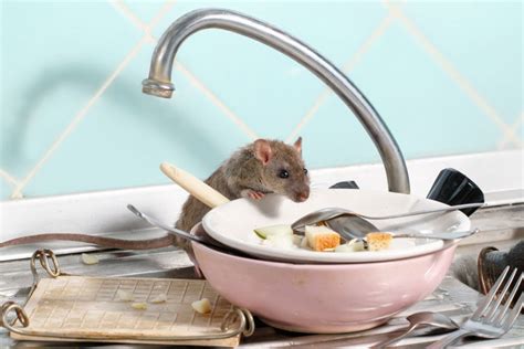 Rat Clean Tips