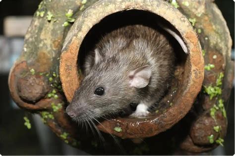 5 Rat Sewer Tips