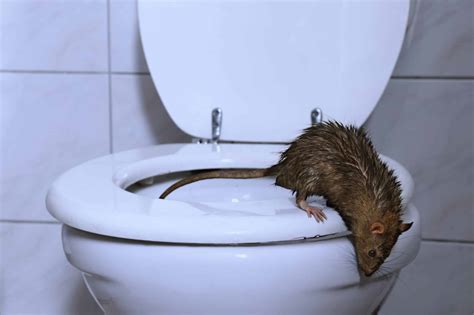5 Rat Toilet Hacks
