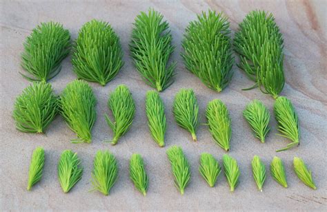 Recipes Fir Tips Are Edible And So Are Spruce And Hemlock Recipes Fir Tips Are Edible And So Are Spruce And Hemlock