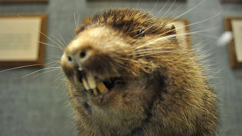 Researcher Helps Fill In The Family Tree Of The Shy Mountain Beaver