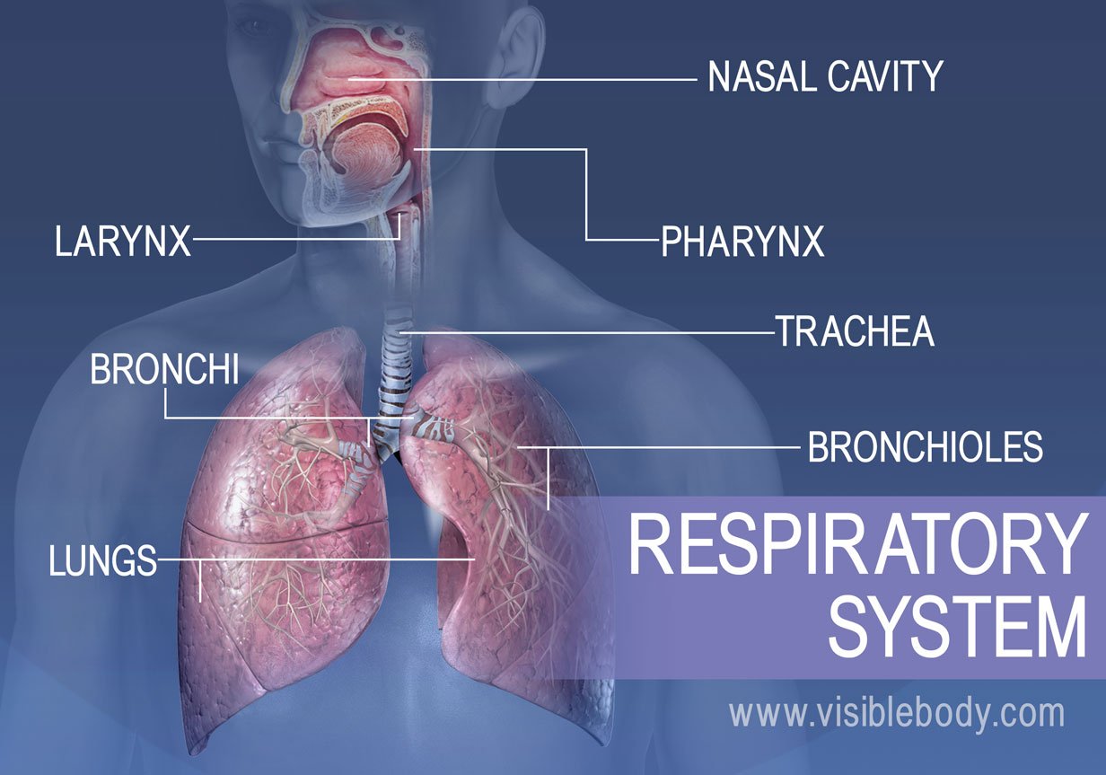 Respiratory Concept Lab Shadow Health Answered Correctly Shadow Respiratory Concept Lab Shadow Health Answered Correctly Shadow