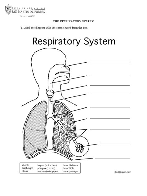 Respiratory System Worksheet Answers Respiratory System Worksheet Answers
