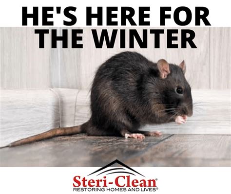Rodent Cleanup Steri Clean Rodent Cleanup Steri Clean