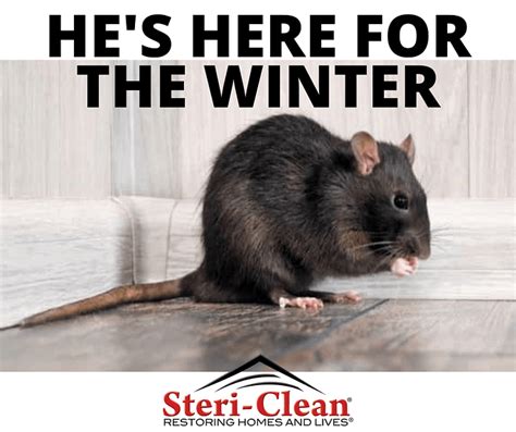 Rodent Cleanup Services