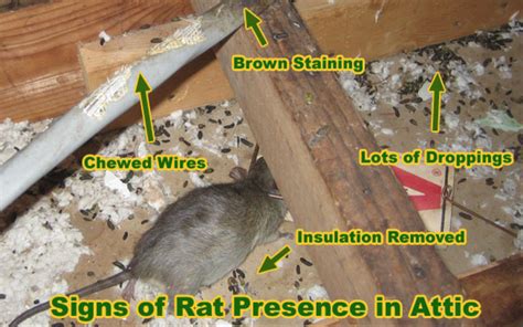 Rodent Proofing San Diego Attic Cleanup Rodent Control Services Rodent Proofing San Diego Attic Cleanup Rodent Control Services