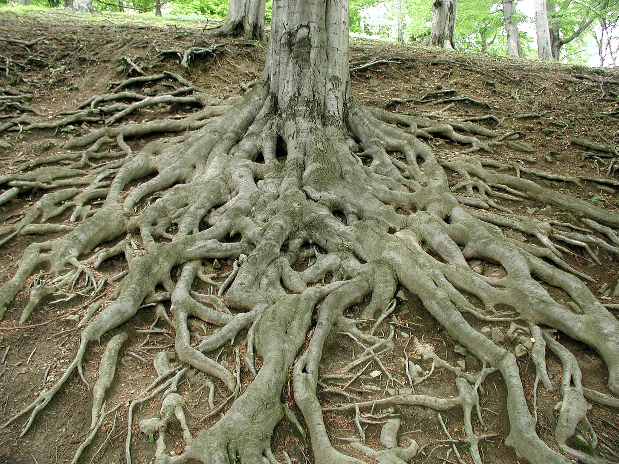 Roots Behavioral Health On Linkedin There Are Too Many Barriers To Roots Behavioral Health On Linkedin There Are Too Many Barriers To