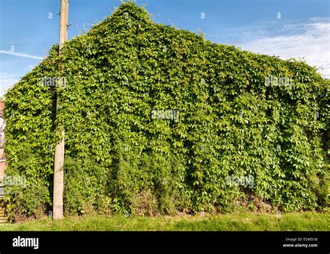 Russian Vine Growing Tips