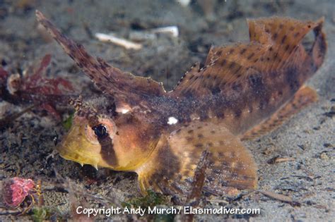 5 Sailfin Sculpin Facts