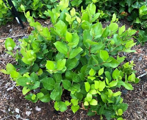 Salal A Tree Garden Salal A Tree Garden