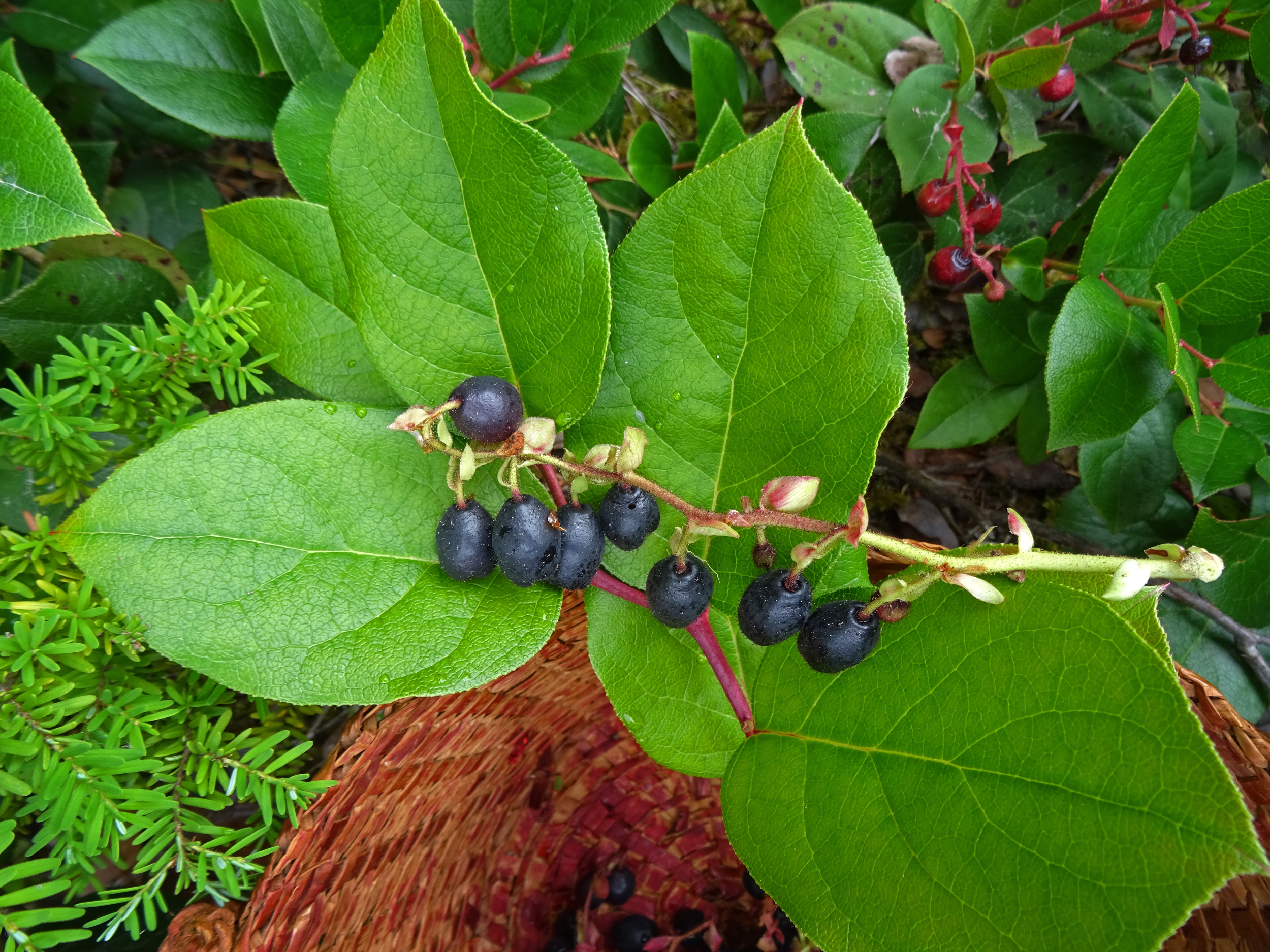 Salal Gaultheria Shallon Multiple Sizes Available Cascadia Edible Salal Gaultheria Shallon Multiple Sizes Available Cascadia Edible