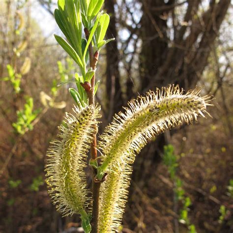 Salix Sitchensis Sitka Willow Satinflower Nurseries Salix Sitchensis Sitka Willow Satinflower Nurseries
