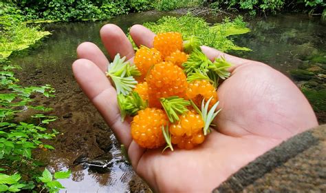 Salmon Berries And Western Hemlock Tips R Foraging Salmon Berries And Western Hemlock Tips R Foraging