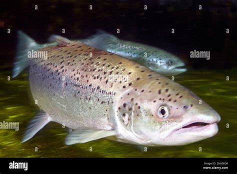 5 Facts Salmon Female
